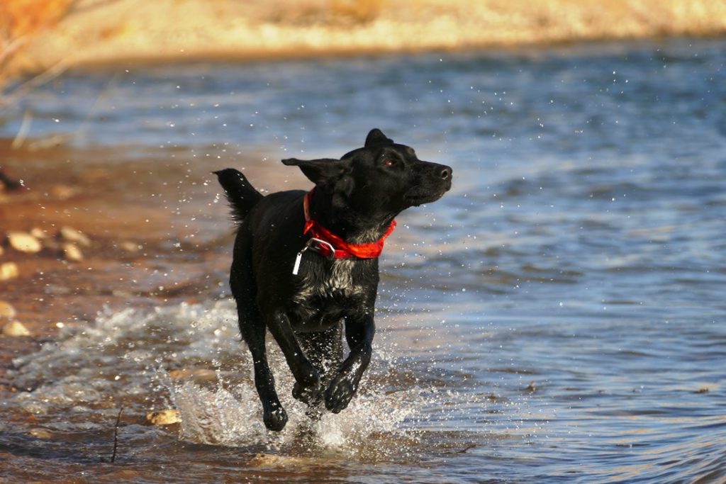 waterproof dog training collar