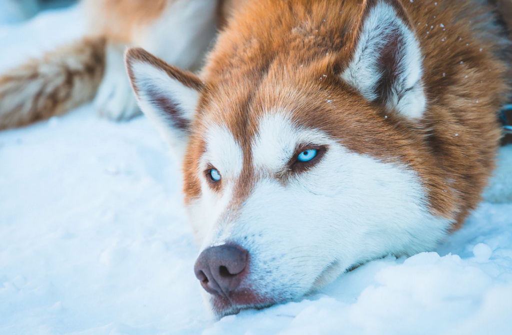 Best Dog Food for Siberian Husky