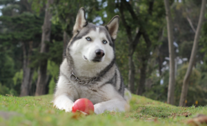 Best Dog Food for Siberian Husky