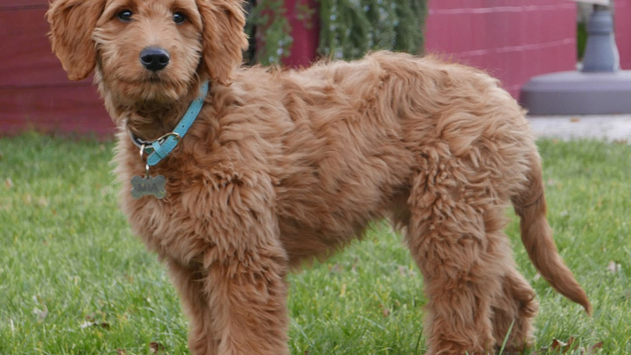 best collar for goldendoodle puppy