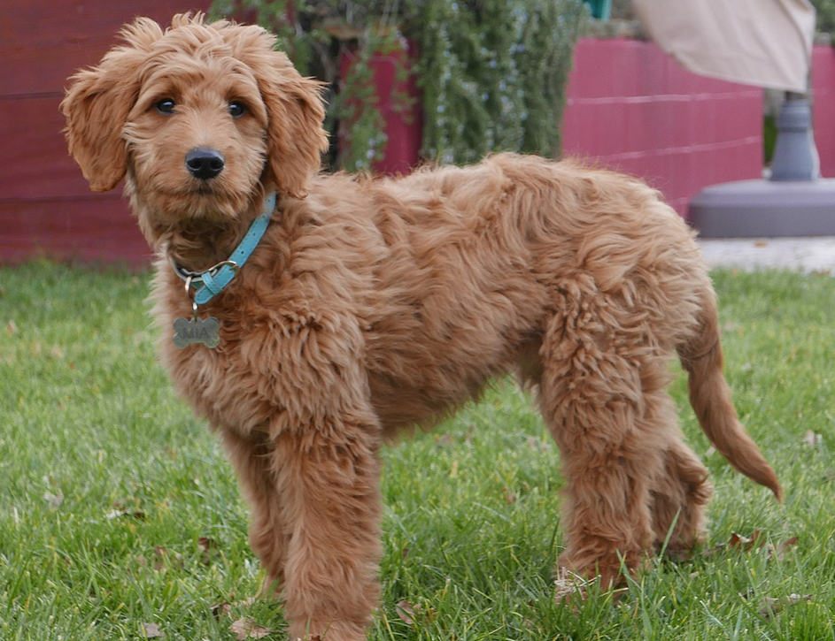 what to feed a goldendoodle puppy