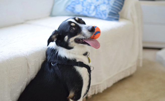 10 best interactive dog toys
