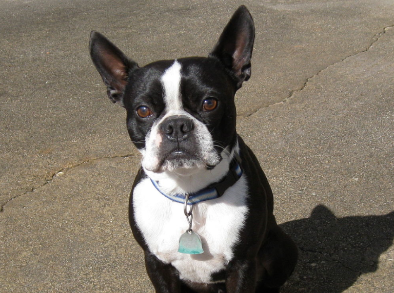 Best Food for Boston Terrier Puppy » Dog Breed Advice
