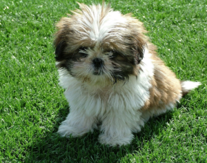 best small dog breeds