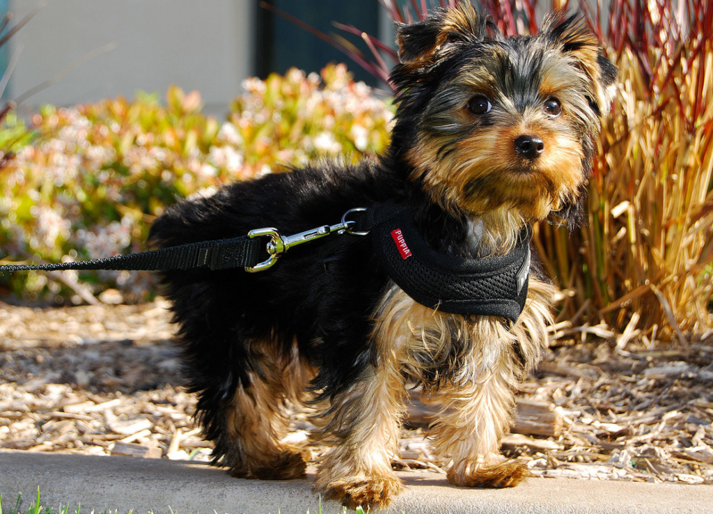 Yorkshire Terrier picky eaters