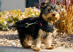 Yorkshire Terrier Best small dog breeds