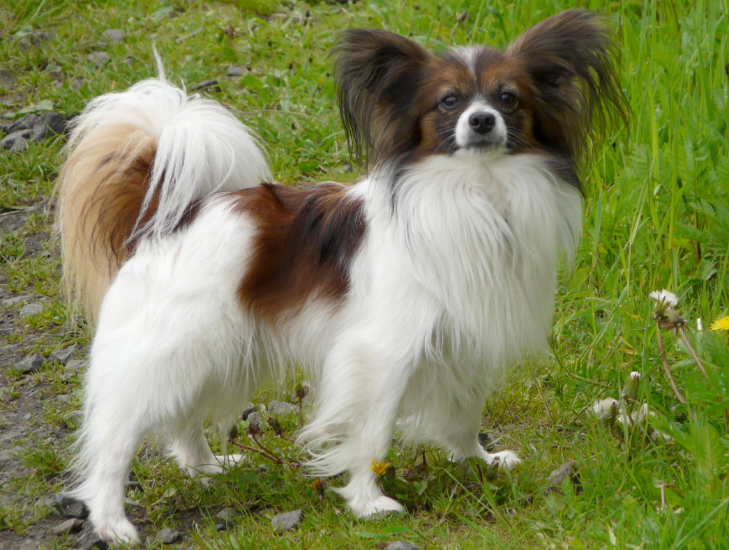 best small dog breed