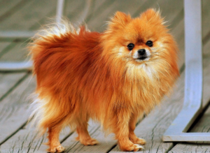 best small dog breeds