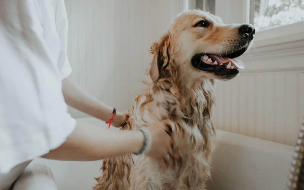 Best Dog Shampoo for Skin Allergies