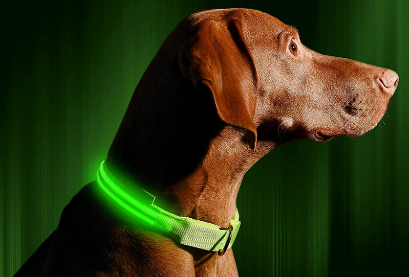 best led dog collars