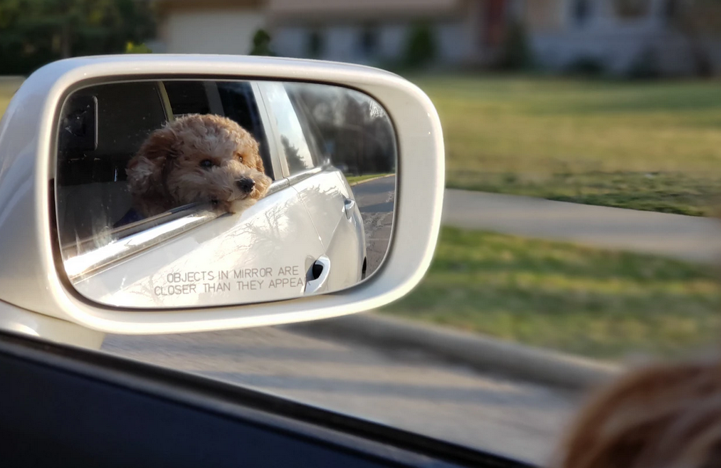Best dog seat belts