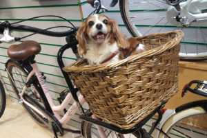 Best dog baskets for bikes