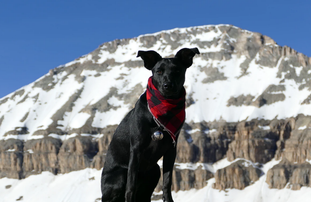 dog hiking - Best dog boots for hiking