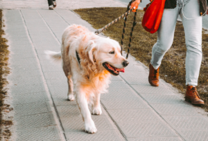 Best Dog Leashes : Braided Leather Dog Leash