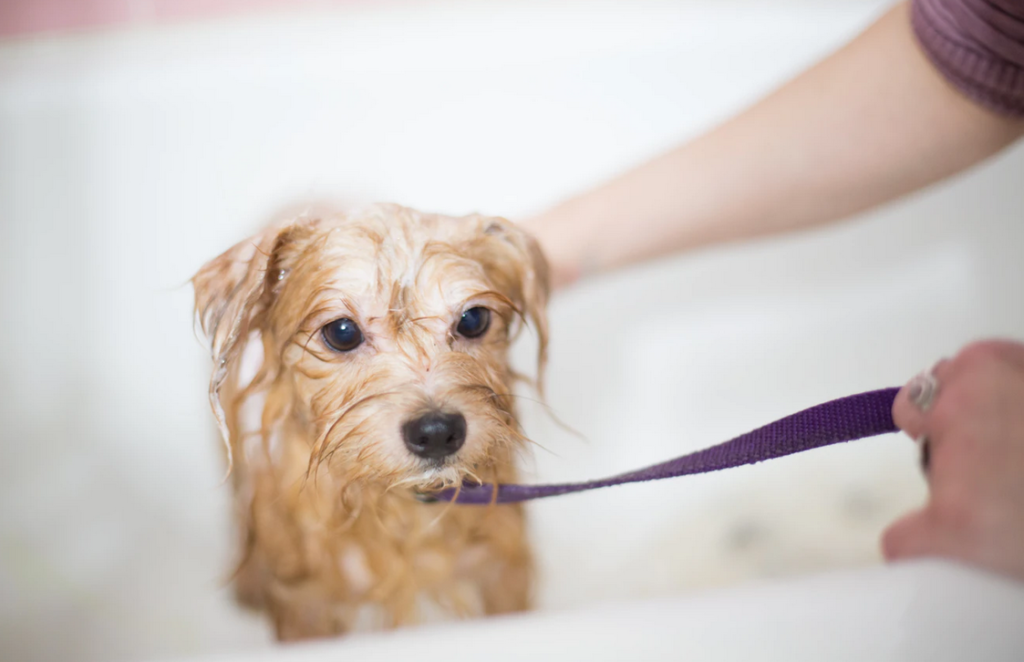 Best anti itch shampoo for dogs