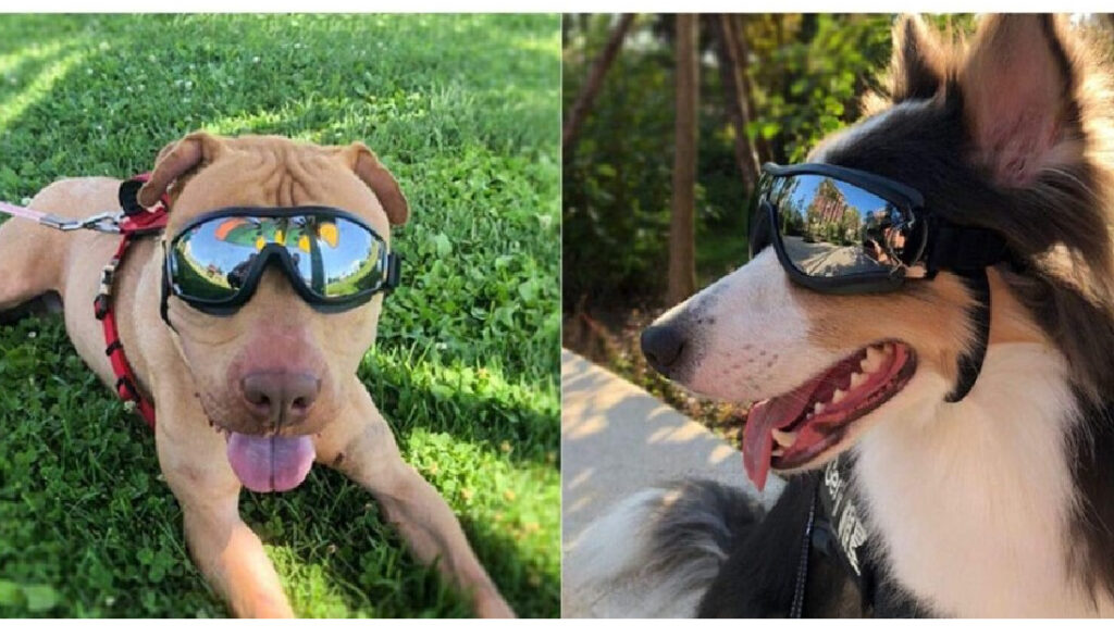 NVTED Dog Sunglasses Dog Goggles, UV Protection Wind Protection