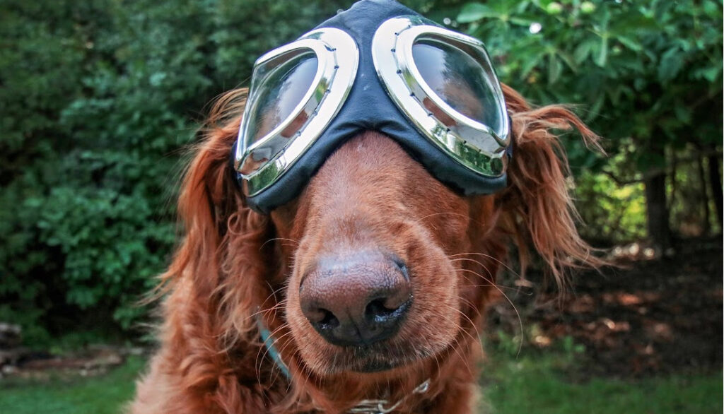 dog with motorcycle goggles