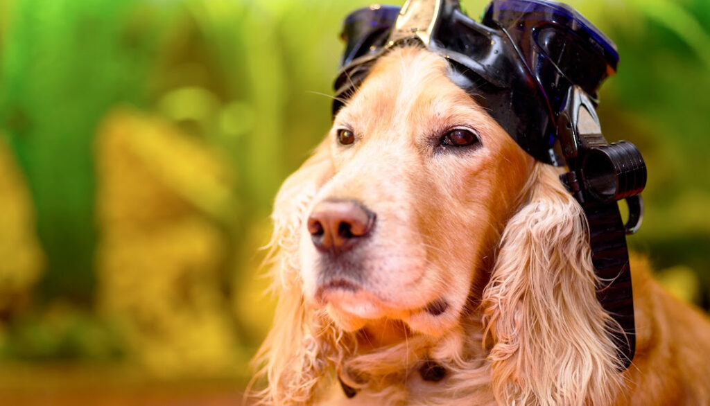 eye protection for dogs