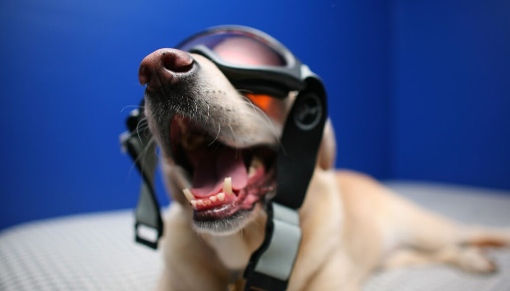 best motorcycle goggles for dogs