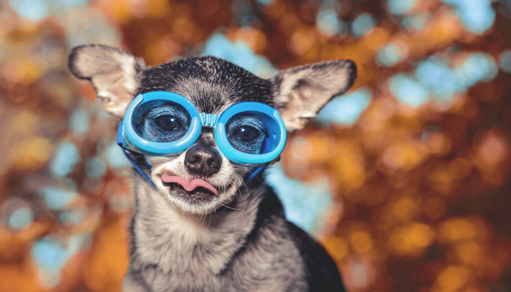 vet recommended goggles for dogs