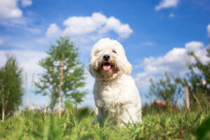 happy coton de tulear