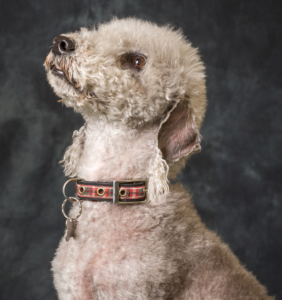 bedlington terrier is hypoallergenic