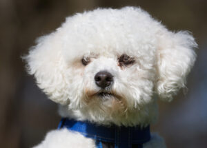 bichon