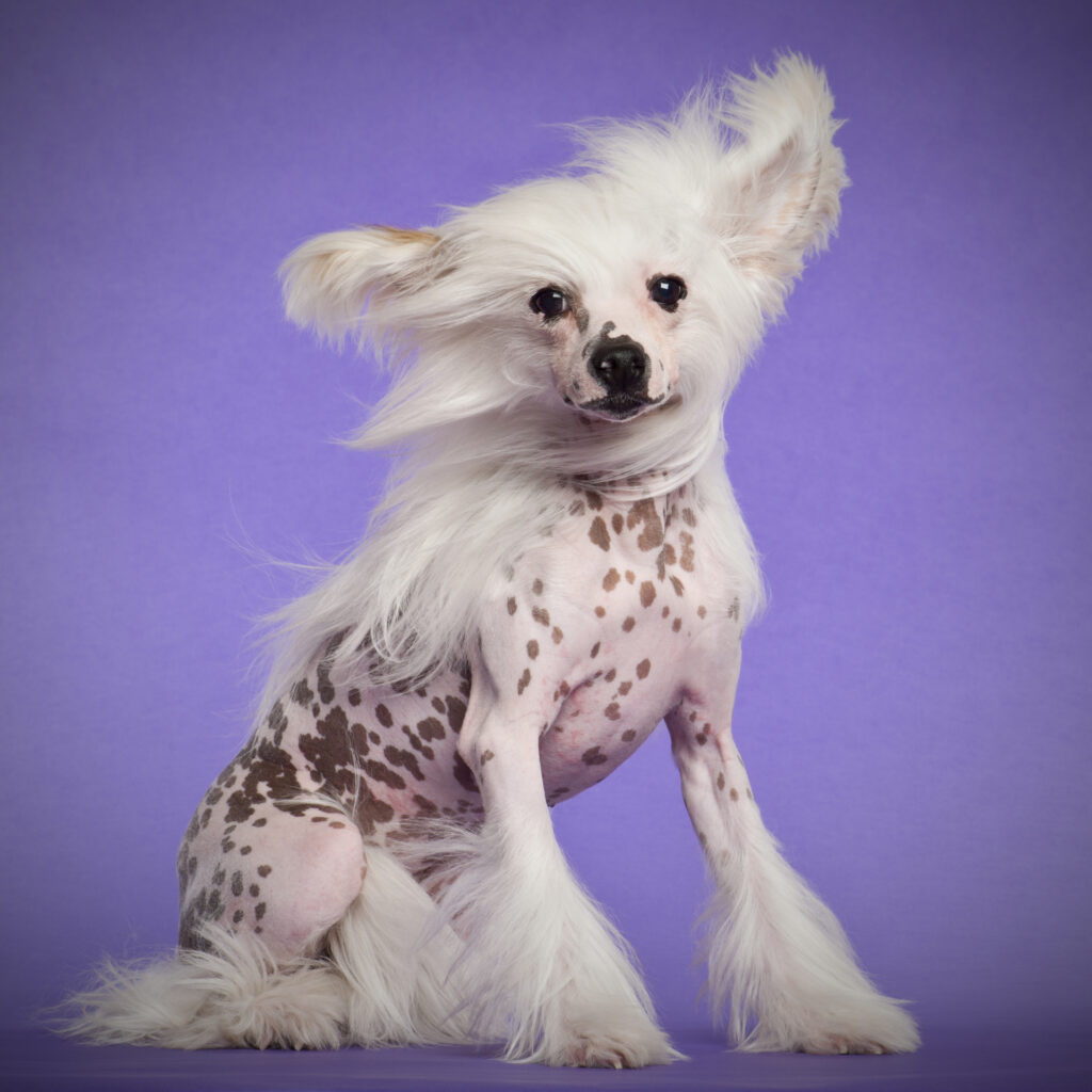 ugly small dog breeds
