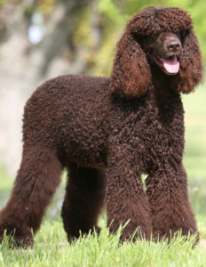 irish water spaniel