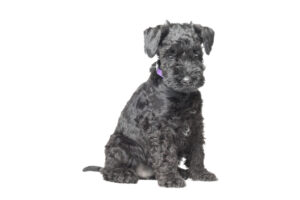 kerry blue terrier