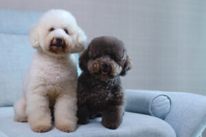 poodles are hypoallergenic