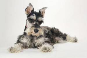 schnauzers are popular for people with allergies