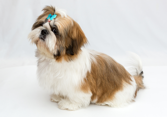 shih-tzu-breed