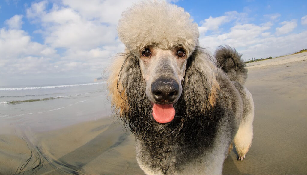blue poodle on the beach