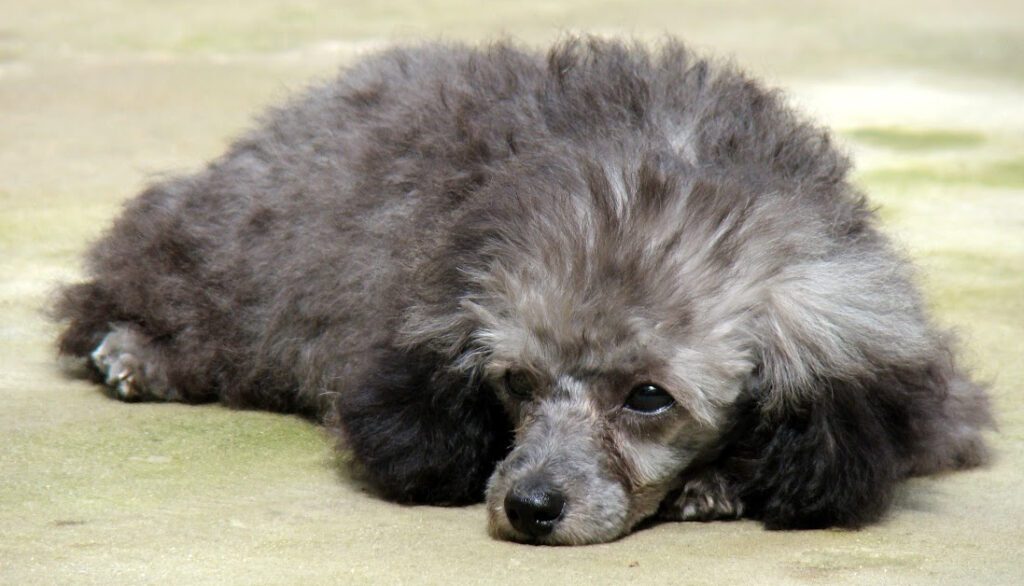 blue poodle puppy