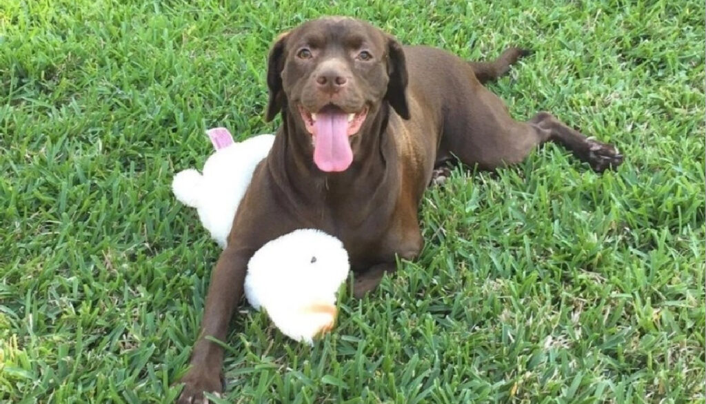 cocker pitbull mix