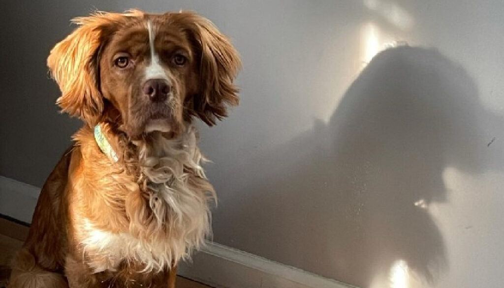 cocker spaniel pitbull