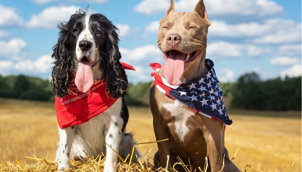 cocker spaniel pitbull mix