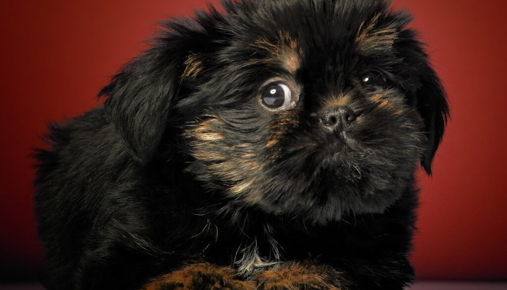 Affenpinscher