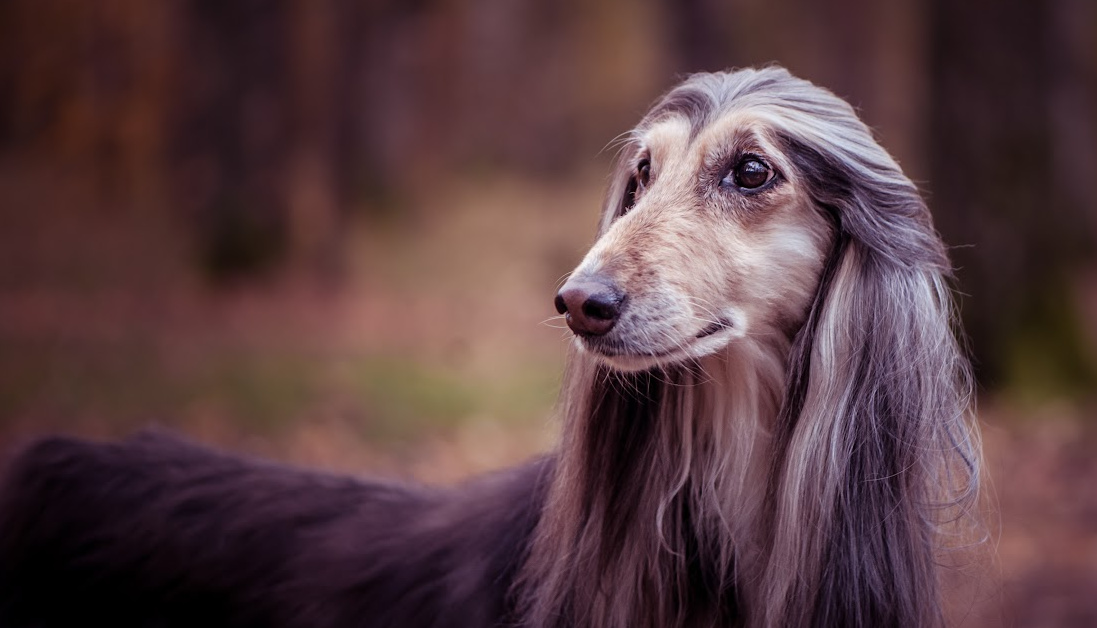 Afghan Hound