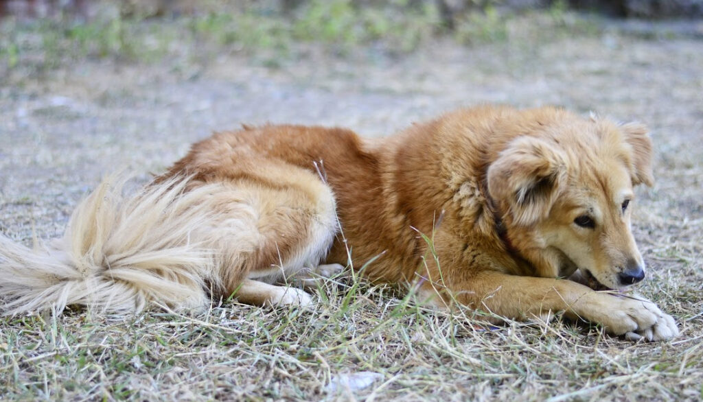 Basque Shepherd Dog