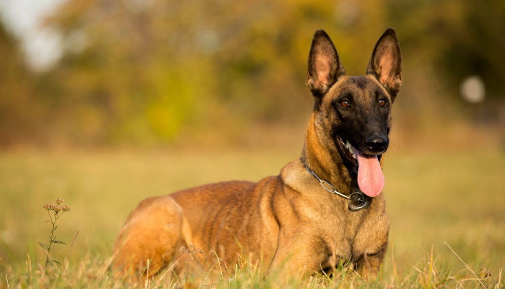 Belgian Malinois- best police dog breeds