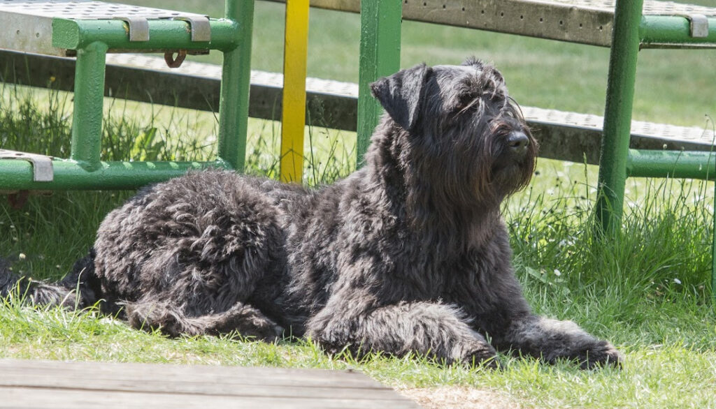 Bouvier des Flandre