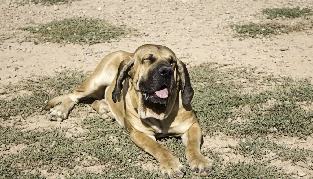 Brazilian Fila - south american dog breeds