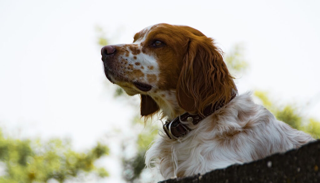 Brittany Spaniel