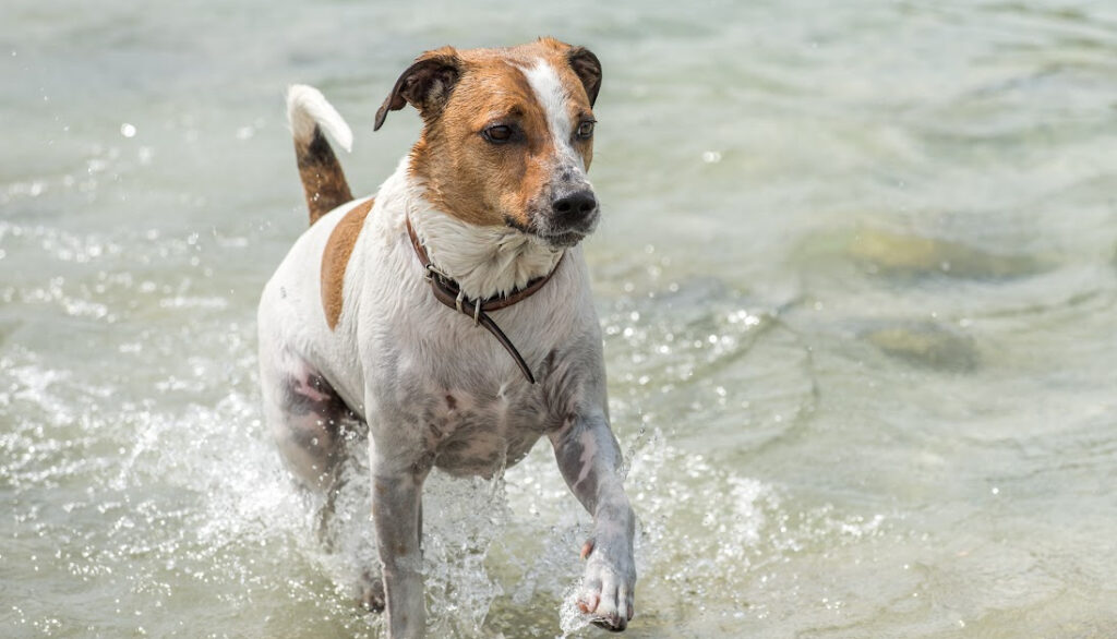 Danish-Swedish Farmdog - danish dog breeds