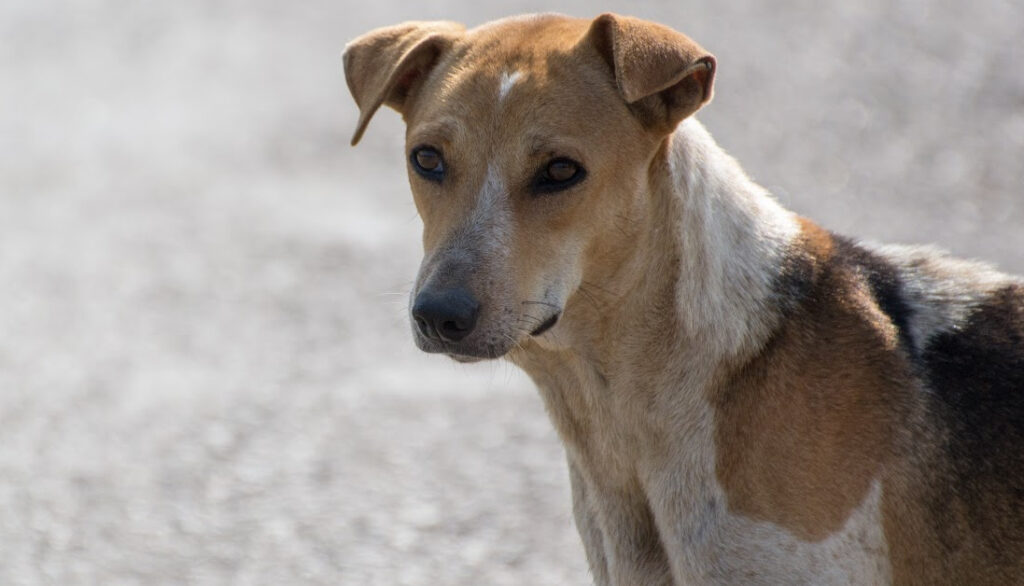 Indian dog breeds