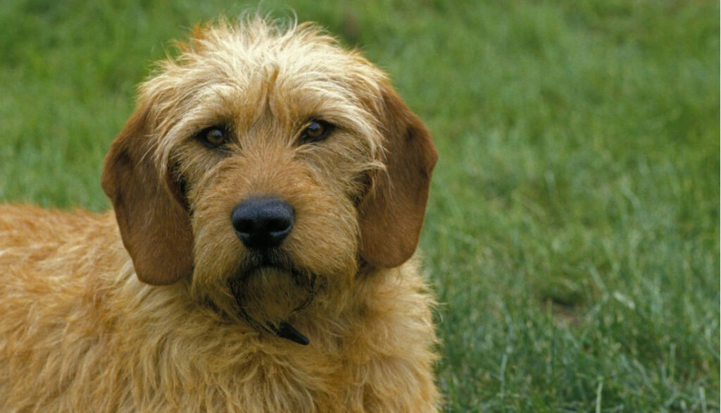 Istrian Coarse-Haired Hound- croatian dog breeds