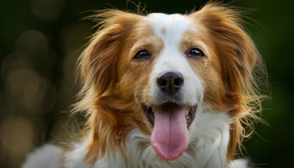 Kooikerhondje