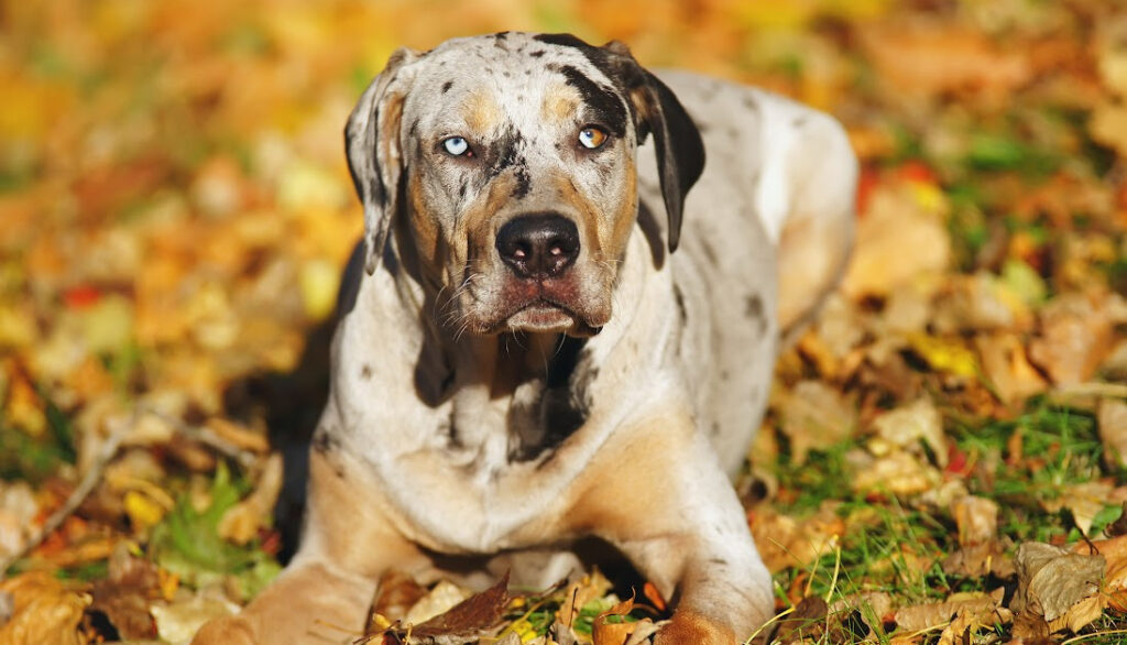 Louisiana Catahoula Leopard Dog calico dog breeds